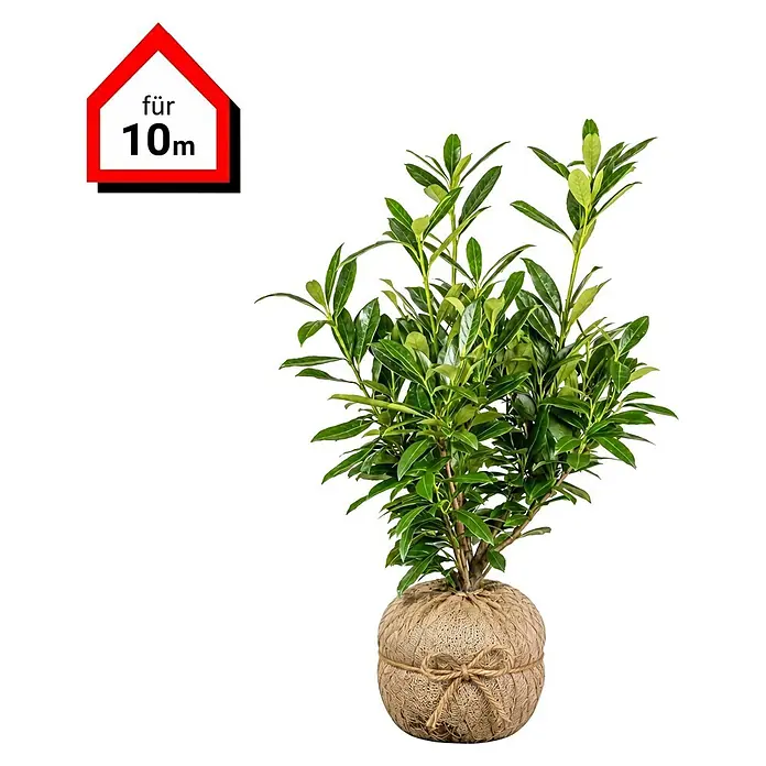 Piardino Kirschlorbeer Genolia - 60 cm - 80 cm, Prunus laurocerasus 'Genolia', 30 Stk., Topfgröße: 21 cm - Grüne Blattpflanze im Jutesack, mit einem roten 'für 10m' Schild.