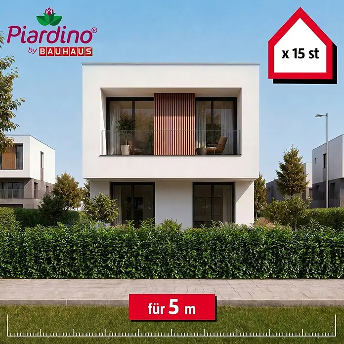 Piardino Kirschlorbeer Genolia - 60 cm - 80 cm, Prunus laurocerasus 'Genolia', 15 Stk., Topfgröße: 21 cm - Grüne Heckenpflanzen für 5 Meter Hecke, 15 Stück (Piardino by Bauhaus).
