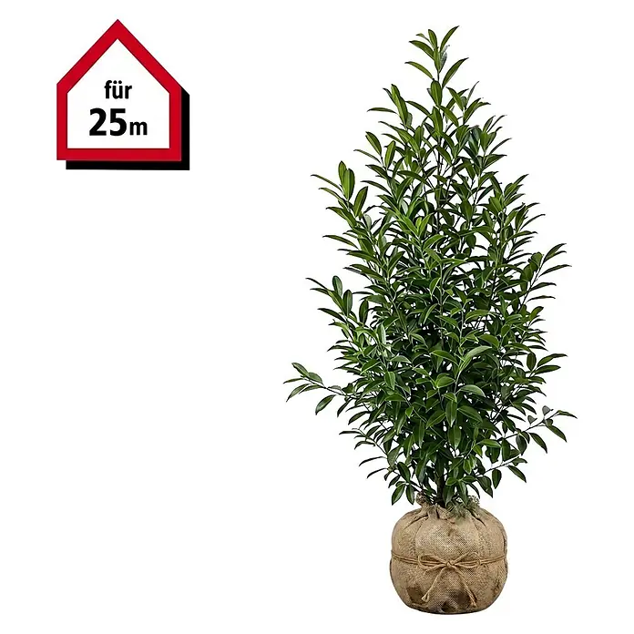 Piardino Portugiesische Lorbeerkirsche Angustifolia - 80 cm - 100 cm, Prunus lusitanica 'Angustifolia', 50 Stk. - Grünpflanze mit glänzenden Blättern und Wurzelballen im Jutesack. Geeignet für 25m.