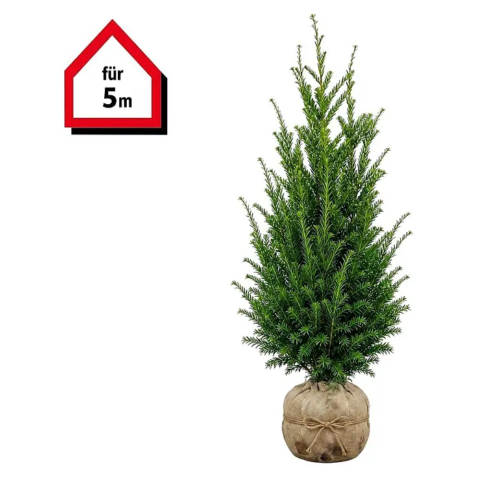 Piardino Heimische Eibe - 120 cm - 140 cm, Taxus baccata, 10 Stk. - Grüner Nadelbaum in einem Jutesack mit einem Schild 'für 5m'.