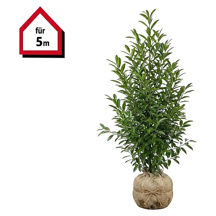 Piardino Portugiesische Lorbeerkirsche Angustifolia - 80 cm - 100 cm, Prunus lusitanica 'Angustifolia', 10 Stk. - Grüne Pflanze mit Jutesack-Wurzelballen und hausförmigem Schild "für 5m".