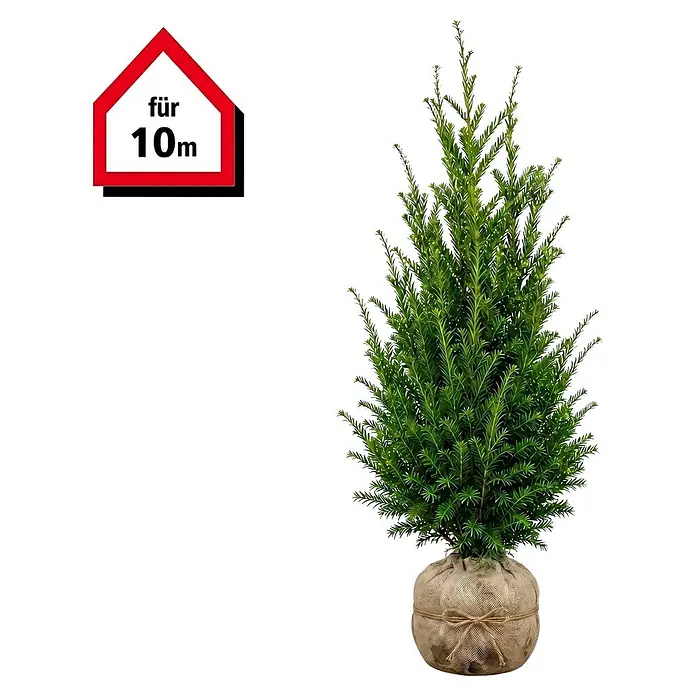 Piardino Heimische Eibe - 120 cm - 140 cm, Taxus baccata, 20 Stk. - Kleiner Nadelbaum mit dichten grünen Nadeln im Jutesack, beschriftet mit 'für 10m'.