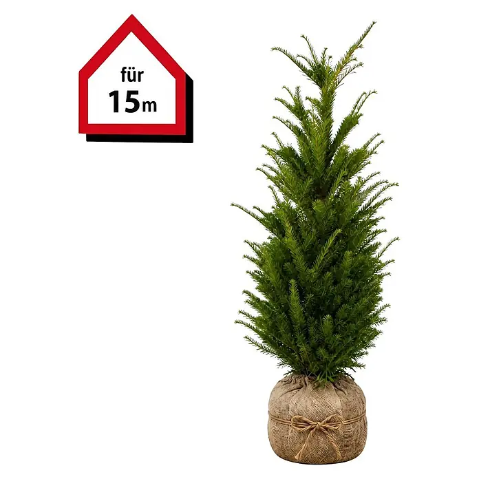 Piardino Heimische Eibe - 100 cm - 120 cm, Taxus baccata, 30 Stk. - Kleine grüne Nadelpflanze im Jute-Wickel mit Bindfaden-Schleife, mit 'für 15m' Schild.
