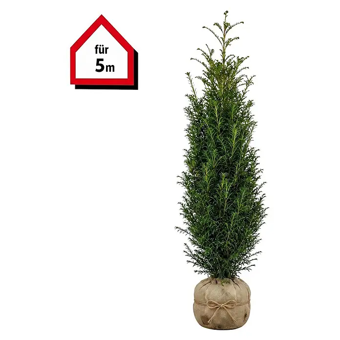 Piardino Heimische Eibe - 140 cm - 160 cm, Taxus baccata, 10 Stk. - Grüne Nadelpflanze in Jutesack mit rotem "für 5m" Haussymbol.