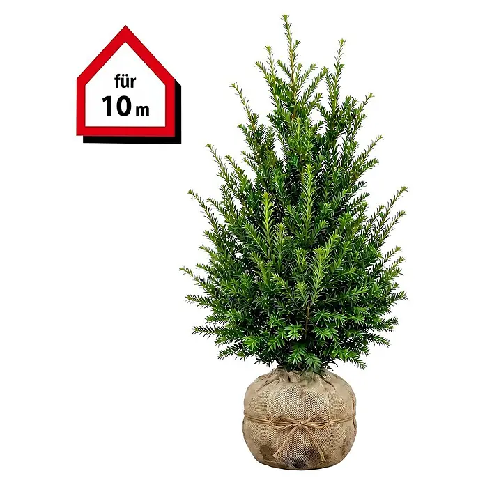 Piardino Heimische Eibe - 80 cm - 100 cm, Taxus baccata, 30 Stk. - Kleiner immergrüner Baum im Jutesack, geeignet für 10 m.