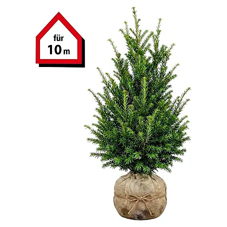 Piardino  Heimische Eibe