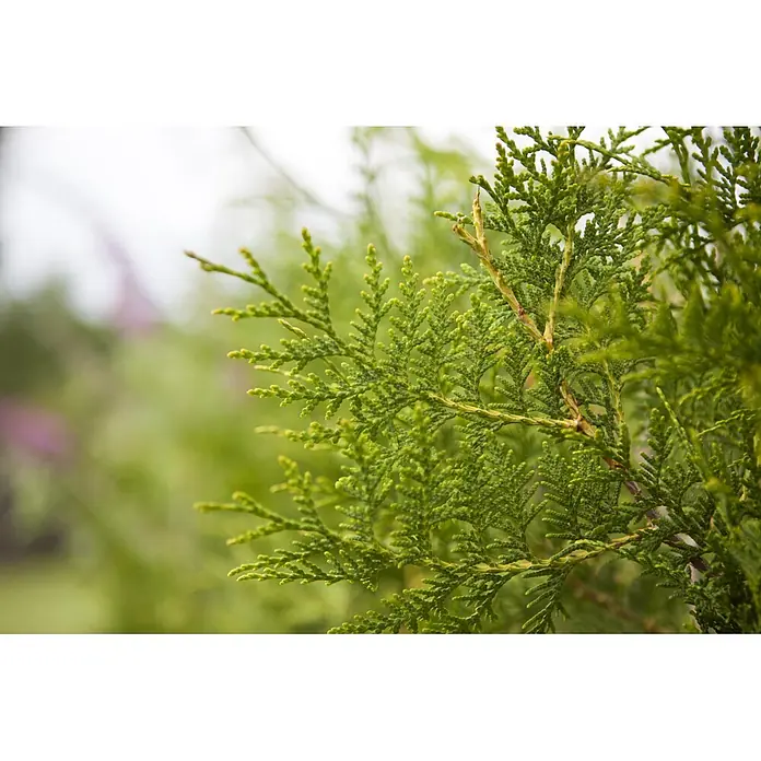 Lebensbaum Brabant - 80 cm - 100 cm, Thuja occidentalis 'Brabant', 30 Stk. - Nahaufnahme von leuchtend grünem Koniferenlaub mit schuppigen Blättern und komplexer Aststruktur.