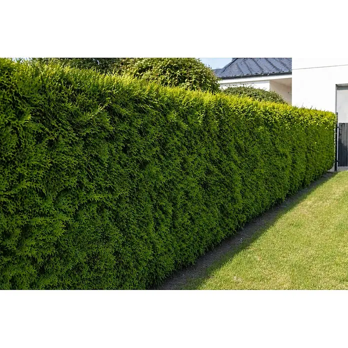 Lebensbaum Brabant - 80 cm - 100 cm, Thuja occidentalis 'Brabant', 30 Stk. - Dichte, immergrüne Hecke im Garten, bietet Sichtschutz entlang eines Rasens.