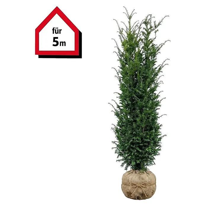 Piardino Heimische Eibe - 160 cm - 180 cm, Taxus baccata, 10 Stk. - Hohe, immergrüne Pflanze im Jutesack-Wurzelballen, mit „für 5m“ Schild.