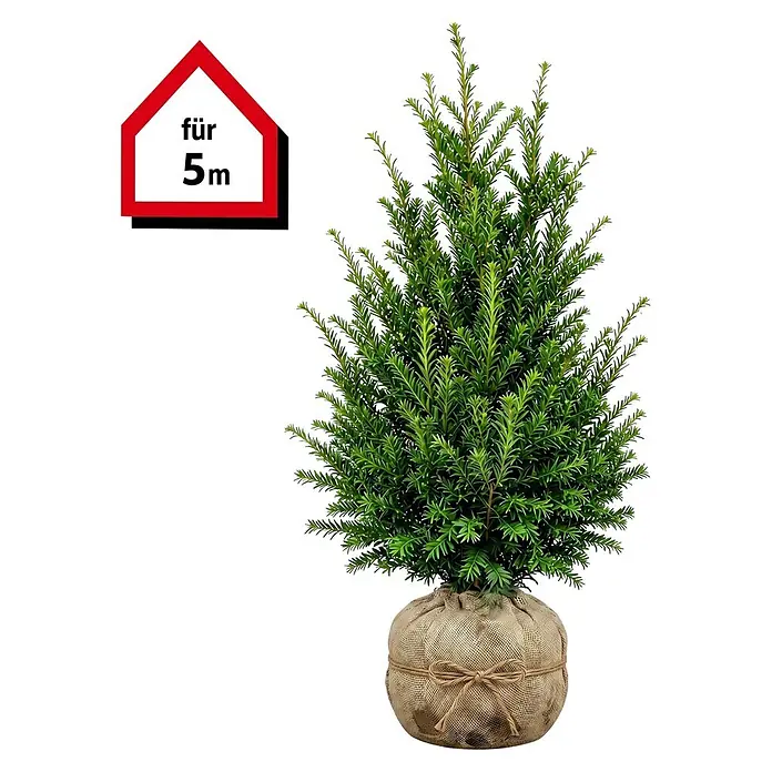 Piardino Heimische Eibe - 80 cm - 100 cm, Taxus baccata, 15 Stk. - Kleine grüne immergrüne Pflanze in einem mit Jute umwickelten Topf, mit Schnur gebunden, mit einem roten hausförmigen Etikett 'für 5m'.