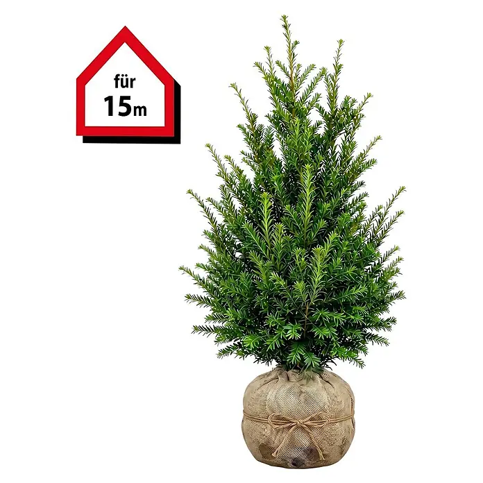 Piardino Heimische Eibe - 80 cm - 100 cm, Taxus baccata, 45 Stk. - Grüner Nadelbaum im Jutesack mit rotem Etikett "für 15m".