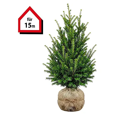 Piardino  Heimische Eibe