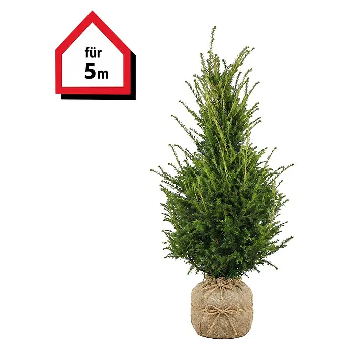 Piardino Heimische Eibe - 60 cm - 80 cm, Taxus baccata, 15 Stk. - Grüner Nadelbaum in Jutebeutel, markiert 'für 5m'.