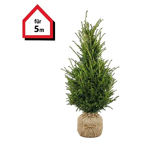 Piardino  Heimische Eibe