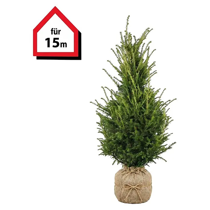 Piardino Heimische Eibe - 60 cm - 80 cm, Taxus baccata, 45 Stk. - Grüner Nadelbaum im Topf mit Jutesack-Verpackung und einem Haus-Schild mit der Aufschrift 'für 15m'.