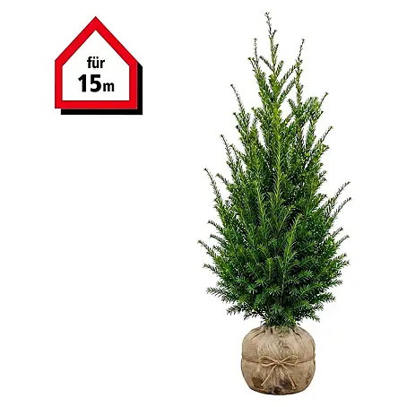 Piardino  Heimische Eibe