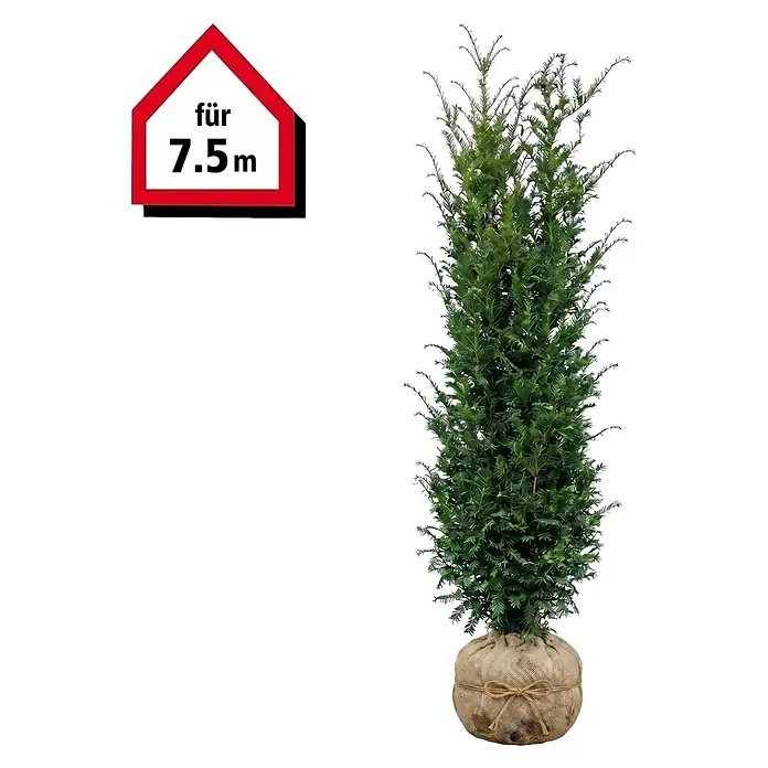 Piardino Heimische Eibe - 160 cm - 180 cm, Taxus baccata, 15 Stk. - Hohe grüne Immergrünpflanze mit Wurzelballen in Jutestoff. Grafik zeigt 'für 7.5m'.