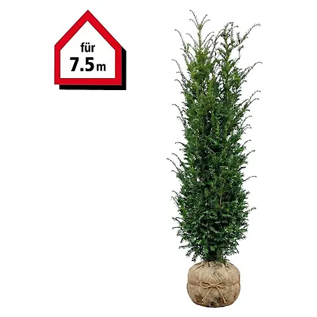 Piardino  Heimische Eibe