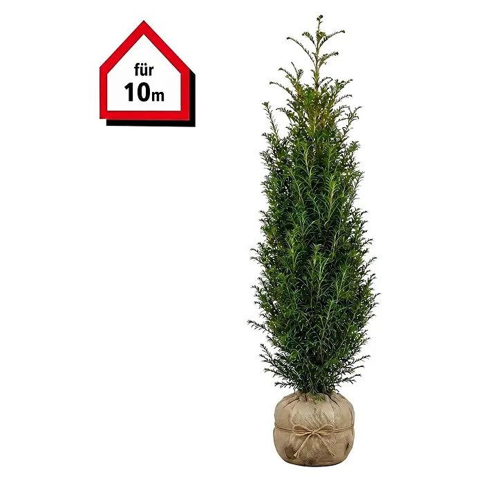 Piardino Heimische Eibe - 140 cm - 160 cm, Taxus baccata, 20 Stk. - Eine hohe, schlanke, immergrüne Pflanze im Jutesack. Oben links ein rotes Haussymbol mit „für 10m“.