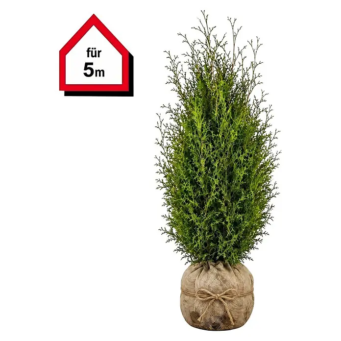 Piardino Lebensbaum Brabant - 180 cm - 200 cm, Thuja occidentalis 'Brabant', 10 Stk. - Grüne, kegelförmige Konifere im Jutesack-Topf, mit einem Haus-Schild 'für 5m'.