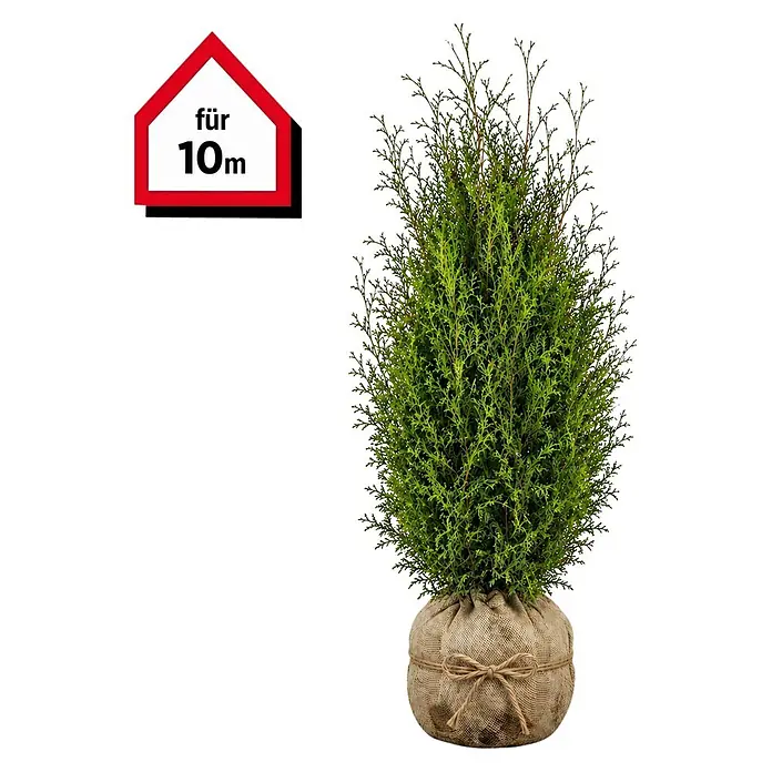 Piardino Lebensbaum Brabant - 180 cm - 200 cm, Thuja occidentalis 'Brabant', 20 Stk. - Im Jutesack topfverpackte immergrüne Pflanze mit Schleife und "für 10m" Haus-Etikett.