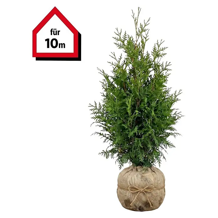 Piardino Lebensbaum - 140 cm - 160 cm, Thuja occidentalis 'Brabant', 20 Stk. - Kleine grüne Nadelpflanze mit Wurzelballen in Jute und einem Haus-Tag "für 10m".