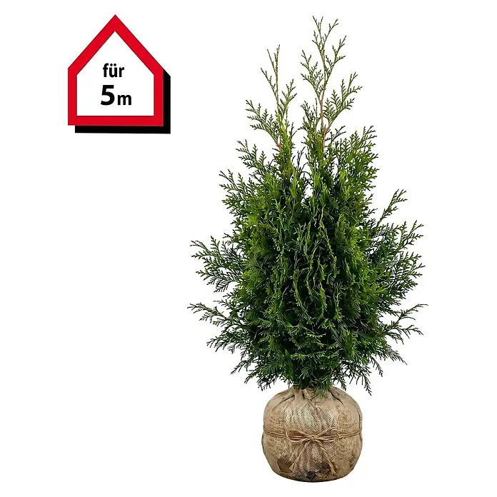 Piardino Lebensbaum Brabant - 160 cm - 180 cm, Thuja occidentalis 'Brabant', 10 Stk. - Eine kleine immergrüne Konifere im Jutesack, mit rotem Etikett 'für 5m'.