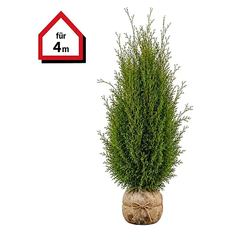 Piardino  Lebensbaum Brabant