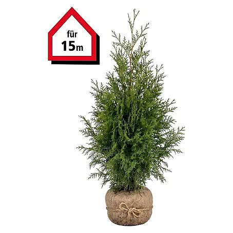 Piardino  Lebensbaum Brabant