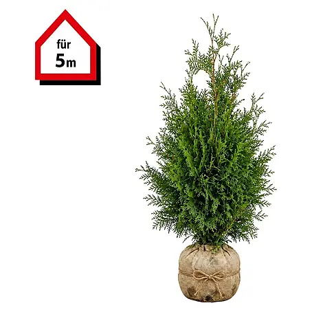 Piardino  Lebensbaum Smaragd