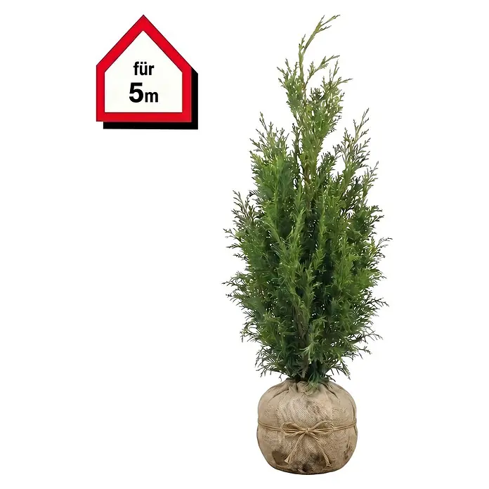 Piardino Lebensbaum Smaragd - 140 cm - 160 cm, Thuja occidentalis 'Smaragd', 10 Stk. - Grünpflanze im Jutesack mit Haus-Schild "für 5m".