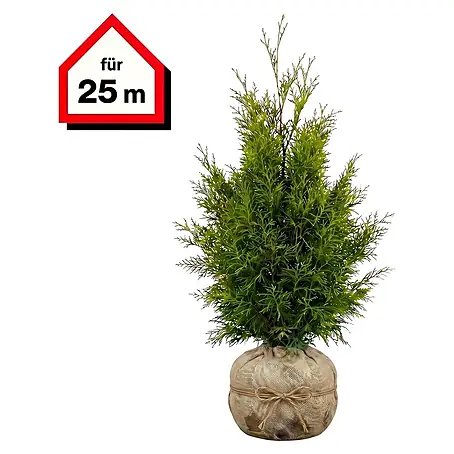 Piardino  Lebensbaum Brabant