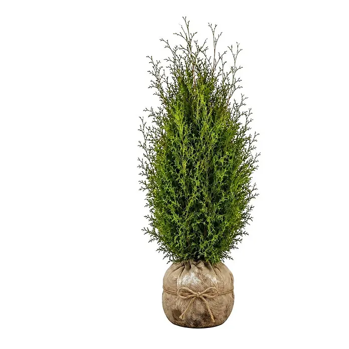 Piardino Lebensbaum Brabant - 180 cm - 200 cm, Thuja occidentalis 'Brabant', 40 Stk. - Kleiner grüner Nadelbaum im Topf, umwickelt mit natürlicher Jute und einer Schnurschleife, für Dekoration.