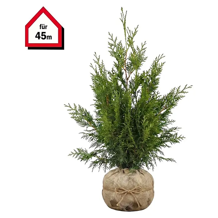 Piardino Lebensbaum Smaragd - 100 cm - 120 cm, Thuja occidentalis 'Smaragd', 90 Stk. - Kleiner grüner Nadelbaum mit Wurzelballen im Jutesack, daneben ein rotes, hausförmiges Schild mit 'für 45m'.