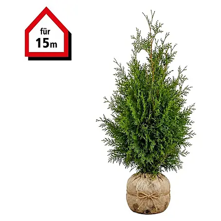 Piardino  Lebensbaum Smaragd