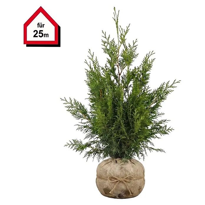 Piardino Lebensbaum Smaragd - 100 cm - 120 cm, Thuja occidentalis 'Smaragd', 50 Stk. - Grüner Topf-Nadelbaum mit Jute-Wurzelballen, beschriftet "für 25m".