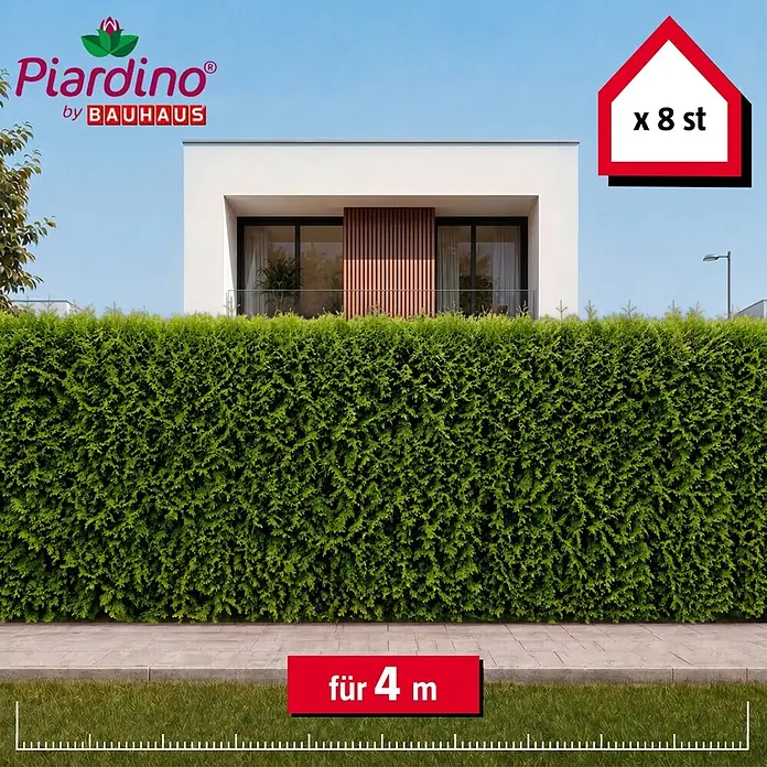 Piardino Lebensbaum Brabant - 8 Stk., Aktuelle Wuchshöhe: 200 cm - 220 cm, Thuja occidentalis 'Brabant' - Grüner Thuja-Hecke im Garten, 8 Stück für 4 Meter Länge.
