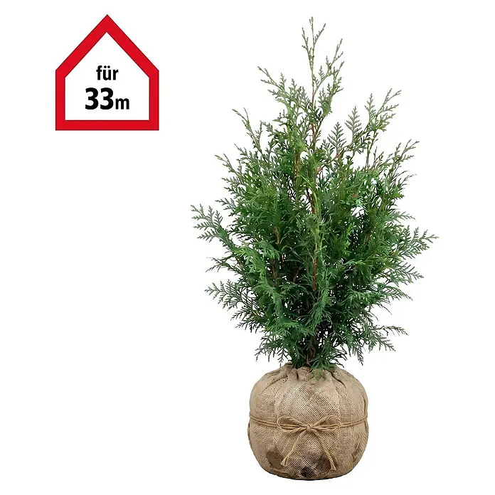 Piardino Lebensbaum Brabant - 60 cm - 80 cm, Thuja occidentalis 'Brabant', 100 Stk. - Grüne, buschige Pflanze mit jutegewickeltem Wurzelballen und Schnur, mit rotem hausförmigem Etikett 'für 33m'.