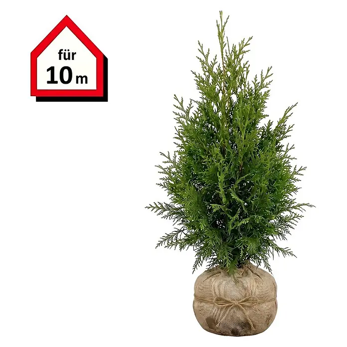 Lebensbaum Brabant - 80 cm - 100 cm, Thuja occidentalis 'Brabant', 30 Stk. - Kleine grüne Konifere im Topf mit Jutegewebe und einem hausförmigen Schild mit der Aufschrift 'für 10 m'.