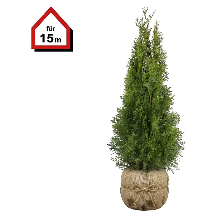 Piardino Lebensbaum Smaragd - 80 cm - 100 cm, Thuja occidentalis 'Smaragd', 45 Stk. - Konische grüne Kunstpflanze im Jutesack-Topf mit „für 15m“ Schild.