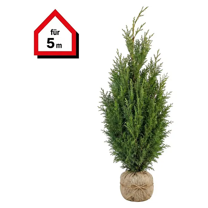 Piardino Lebensbaum Smaragd - 180 cm - 200 cm, Thuja occidentalis 'Smaragd', 10 Stk. - Getopfte Konifere in Jutesack mit 'für 5m' Etikett.