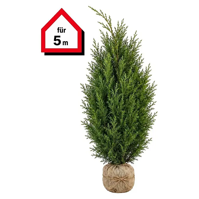 Piardino Lebensbaum Smaragd - 200 cm - 220 cm, Thuja occidentalis 'Smaragd', 8 Stk. - Künstliche Konifere im Jutesack. Hausförmiges Schild zeigt 'für 5m' an.