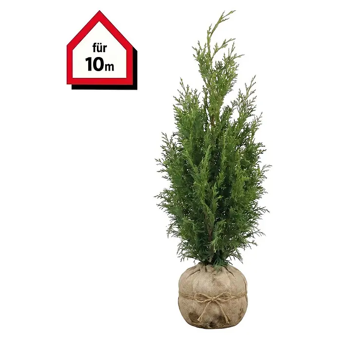 Piardino Lebensbaum Smaragd - 180 cm - 200 cm, Thuja occidentalis 'Smaragd', 20 Stk. - Künstliche grüne Pflanze im Jutesack mit Schnur gebunden. Ein Haus-Etikett sagt 'für 10m'.