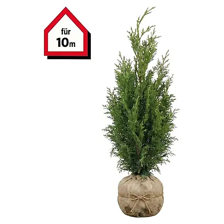 Piardino  Lebensbaum Smaragd
