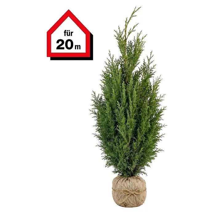 Piardino Lebensbaum Smaragd - 180 cm - 200 cm, Thuja occidentalis 'Smaragd', 40 Stk. - Kleiner Nadelbaum im Juteballen, mit rotem hausförmigem Schild 'für 20m'.