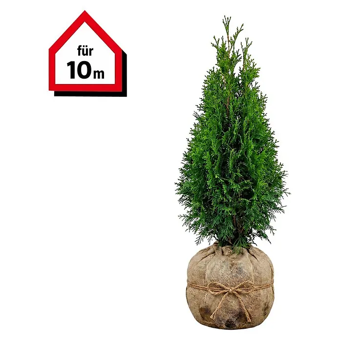 Piardino Lebensbaum Smaragd - 60 cm - 80 cm, Thuja occidentalis 'Smaragd', 30 Stk. - Kleine grüne Koniferenpflanze im Jutesack, mit Schnur gebunden, pflanzbereit.