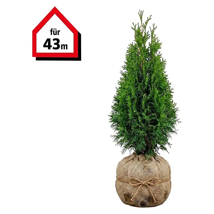 Piardino Lebensbaum Smaragd - 60 cm - 80 cm, Thuja occidentalis 'Smaragd', 130 Stk. - Grüner Nadelbaum mit dichtem Laub, Wurzelballen in Jutesack. Rotes Haus-Icon 'für 43m'.