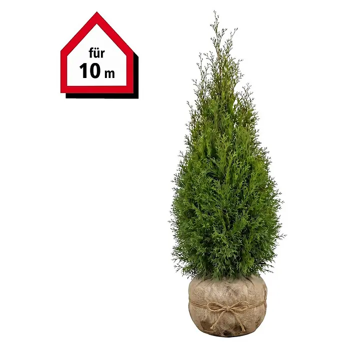Piardino Lebensbaum Smaragd - 160 cm - 180 cm, Thuja occidentalis 'Smaragd', 20 Stk. - Grüne künstliche Zypresse in einem Jutesack. Mit rotem hausförmigem Schild, das "für 10 m" (für 10 Meter) anzeigt.