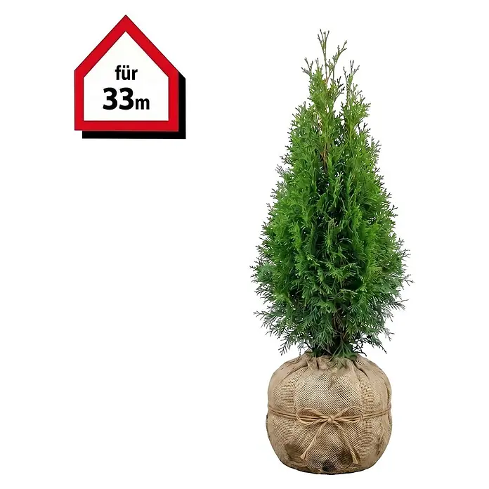 Piardino Lebensbaum Smaragd - 60 cm - 80 cm, Thuja occidentalis 'Smaragd', 100 Stk. - Kleiner grüner Nadelbaum im Jutesack mit hausförmigem Etikett 'für 33m'.