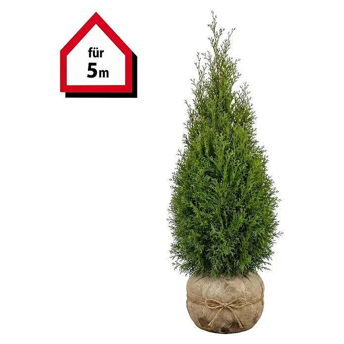 Piardino Lebensbaum Smaragd - 160 cm - 180 cm, Thuja occidentalis 'Smaragd', 10 Stk. - Künstliche, konische grüne Thuja-Pflanze im rustikalen Jute-Topf, mit "für 5m"-Schild.